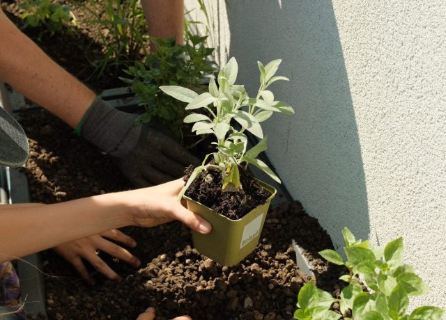 Gärtner pflanzt junge Pflanze in den Boden für nachhaltiges Gärtnern.