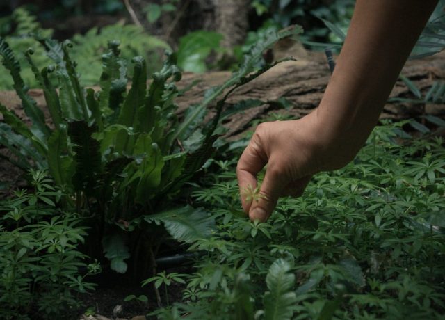 Hand, die Pflanzen im Garten pflegt, mit grünen Blättern und Stauden.